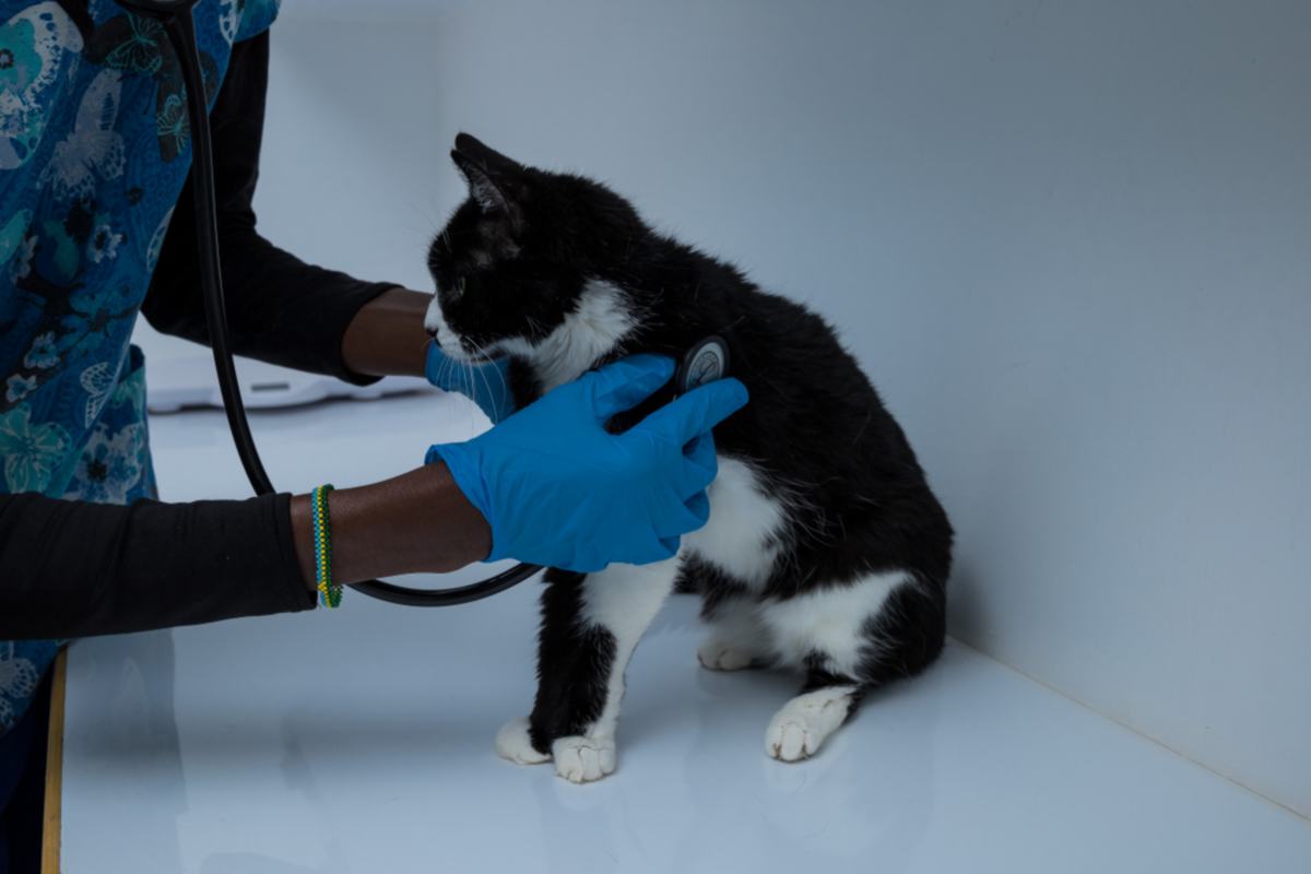 Mobivet Veterinary Clinic gallery photo